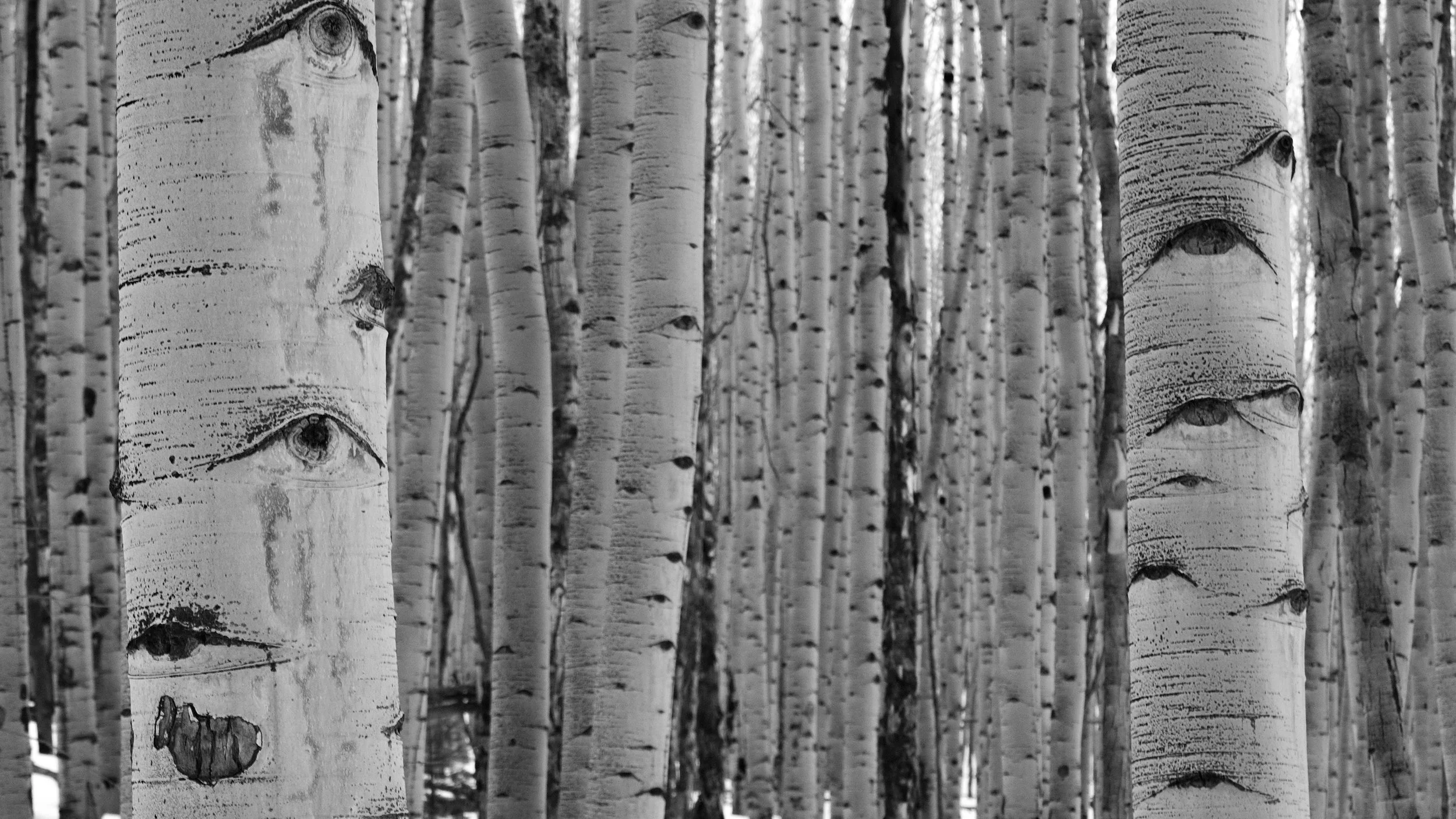 Aspen Study II