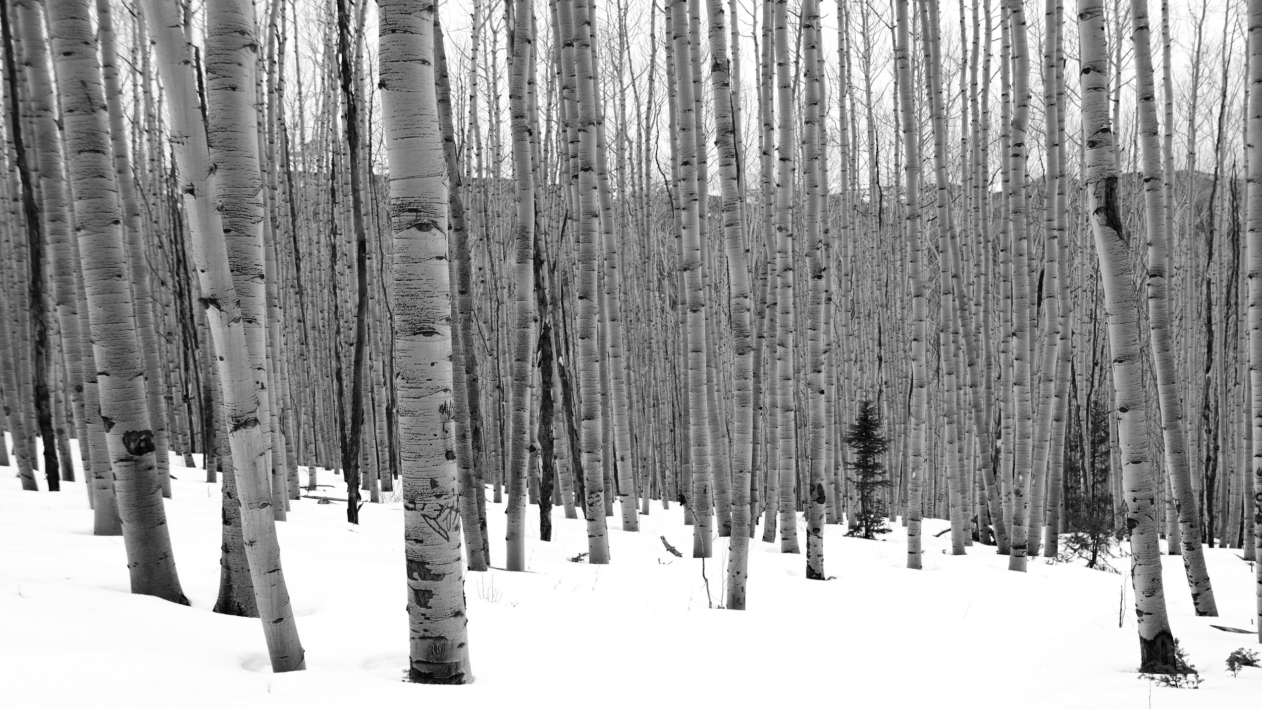 Aspen Study I