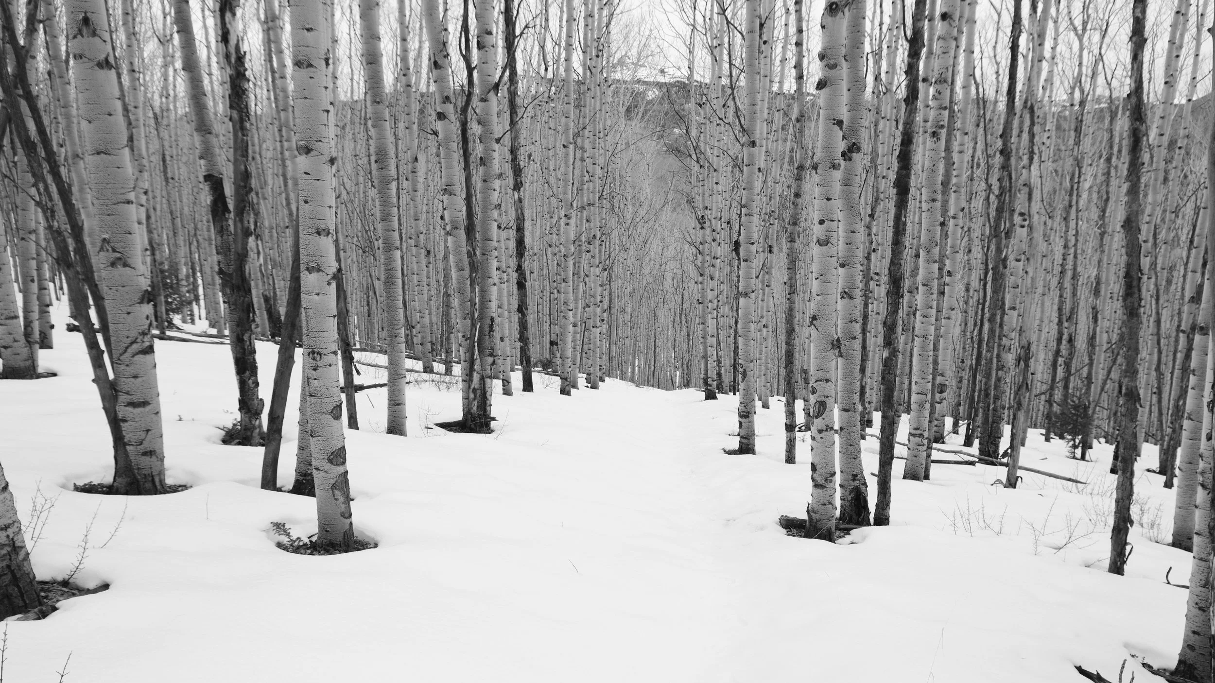 Aspen Study III