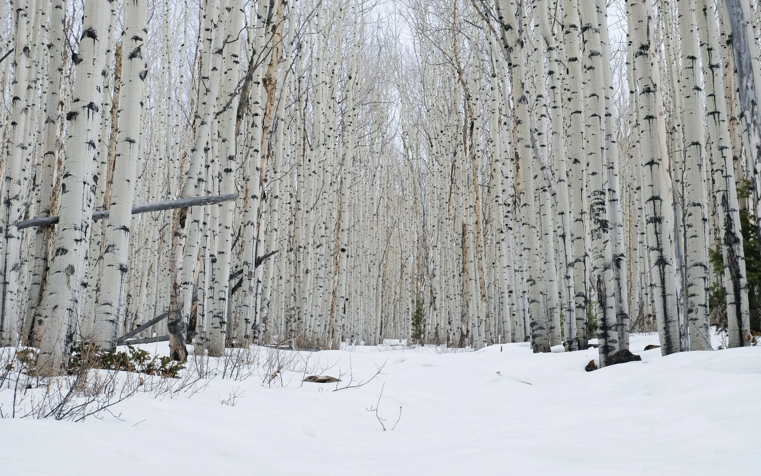 Aspen Study IV