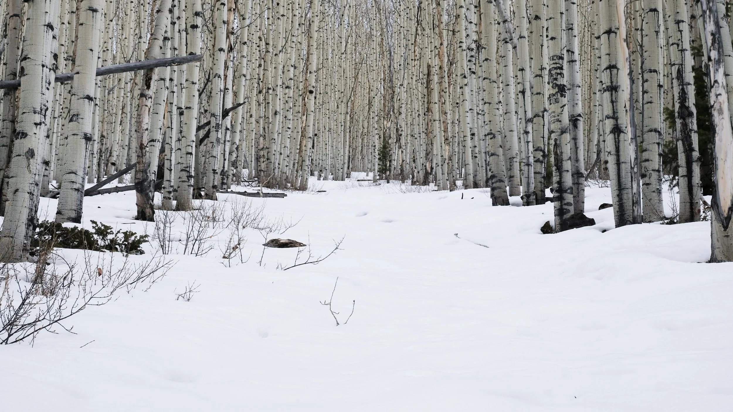Aspen Study V