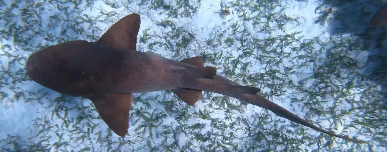 Hol Chan Marine Reserve Belize nurse Shark