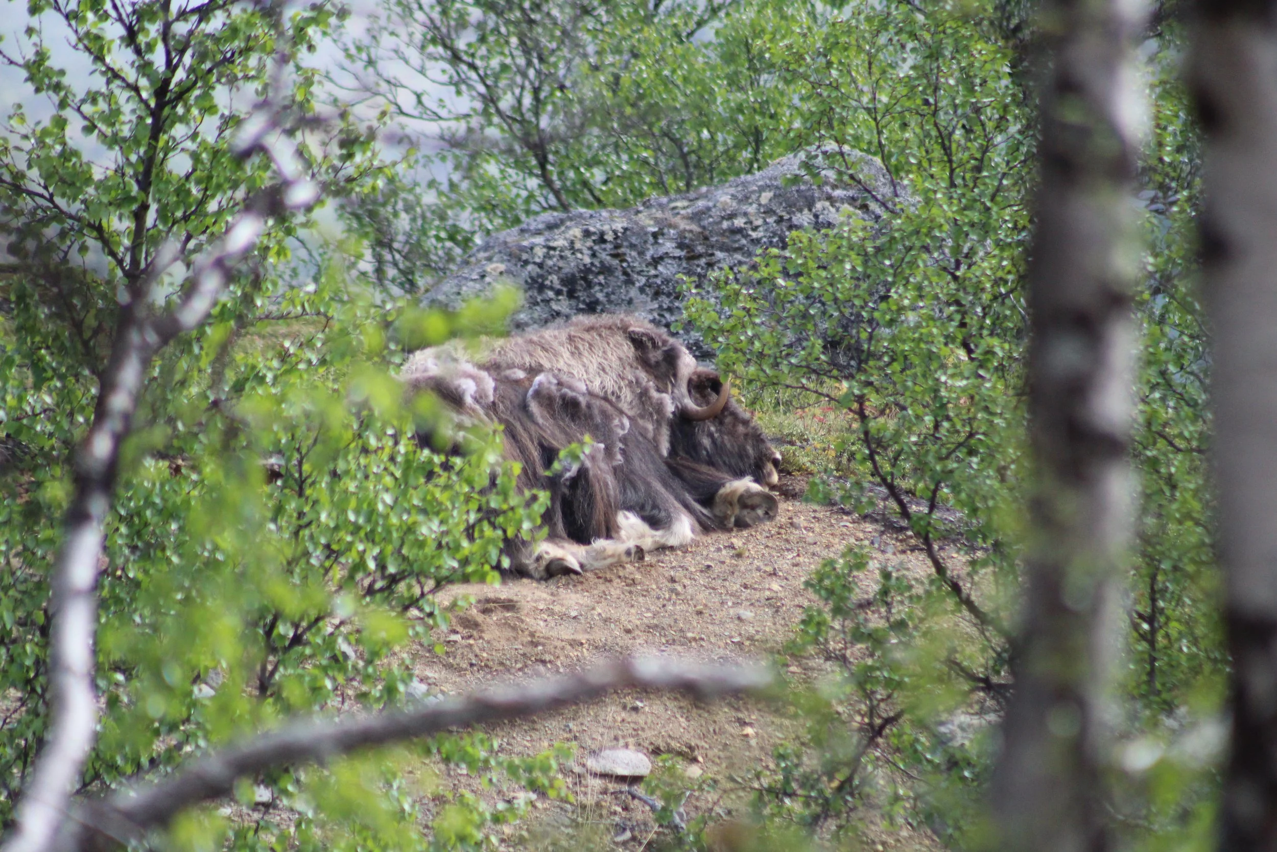 Sleeping musk ox partially hidden by greenery, resting peacefully in its natural norwegian habitat