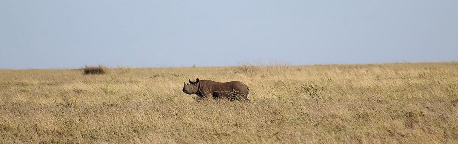 black Rhinoceros standing in the grassy plains of the Serengeti National Park, Tanzania.