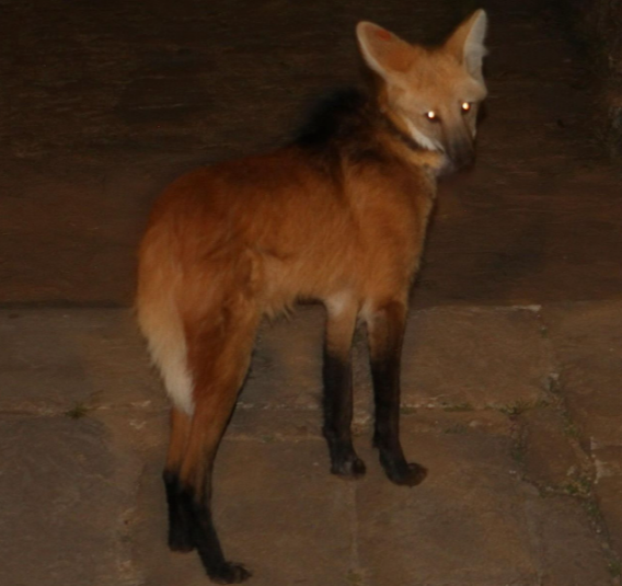 A maned wolf at night at Santuário do Caraça in Brazil, standing in a natural habitat under low light.