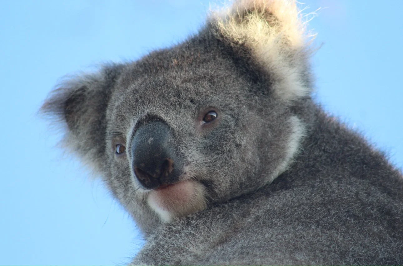 Australia