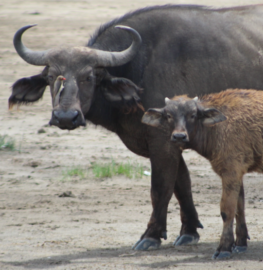 mom-baby-water-buffalo-bird.jpg