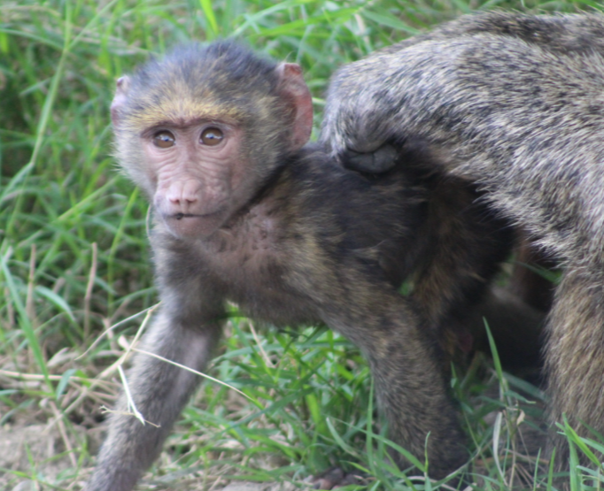 baby-baboon-bug-kenya.jpg