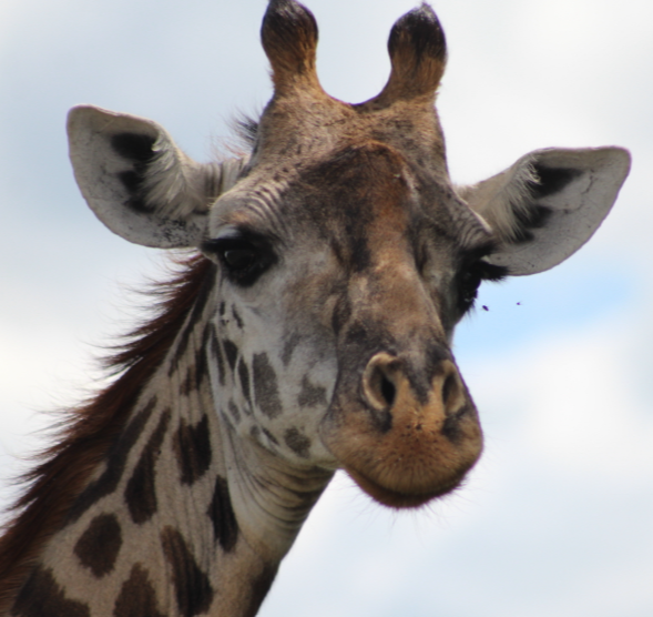 giraffe-close-up-kenya.jpg