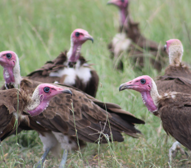 vultures-pink-faces-kenya.jpg