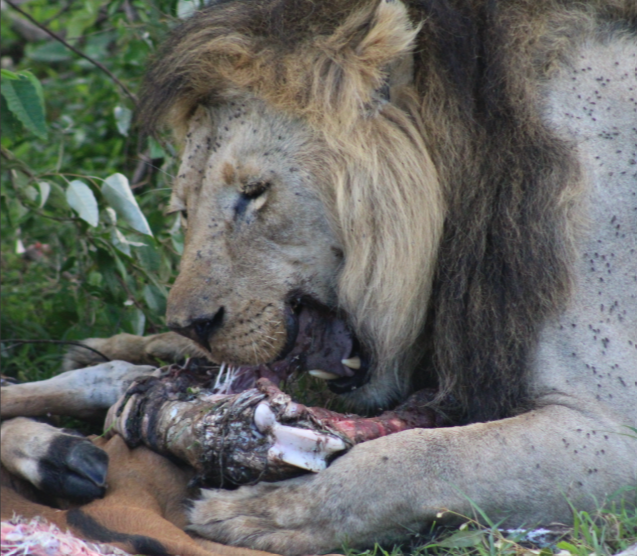 male-lion-eating-kill-kenya.jpg