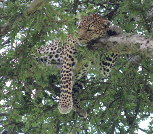 leopard-sleeping-tree-kenya.jpg