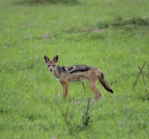 jackal-green-grass-kenya.jpg