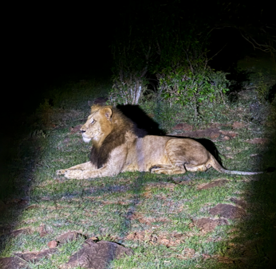 male-lion-resting-night-kenya.jpg