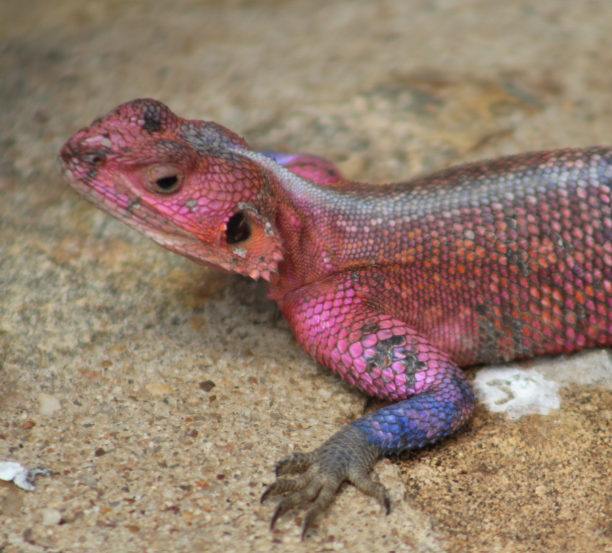 red-blue-lizard-sunning-kenya.jpg
