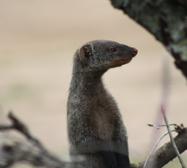 mongoose-looking-side-kenya.jpg