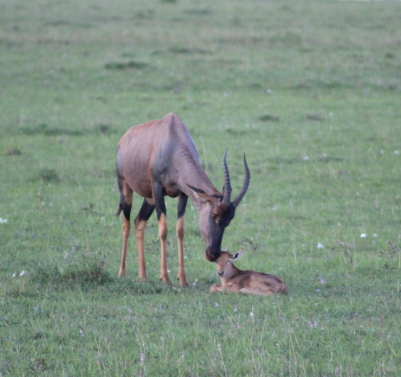 topi-calf-kenya.jpg