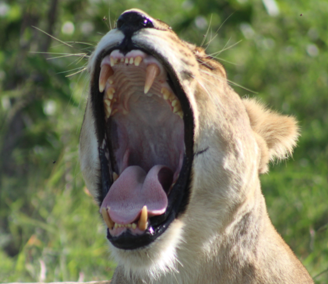 female-lion-yawning-kenya.jpg