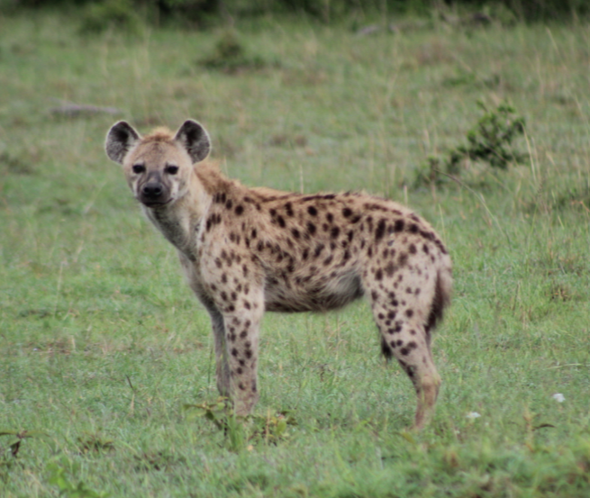 hyena-looking-kenya.jpg