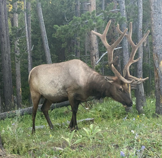 male-elk-eating-yellowstone.jpg