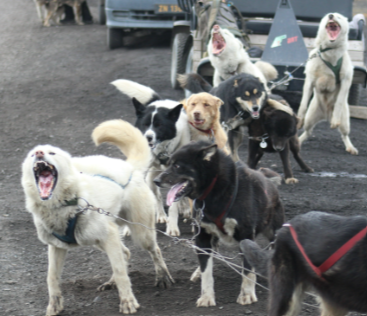 excited-sled-dog-team-barking.jpg