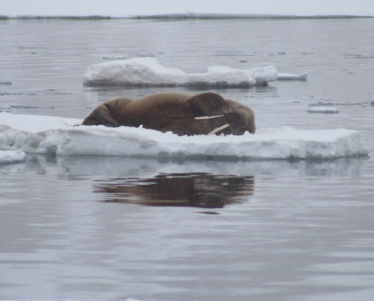 walrus-on-floating-ice-flipper-on-face.jpg
