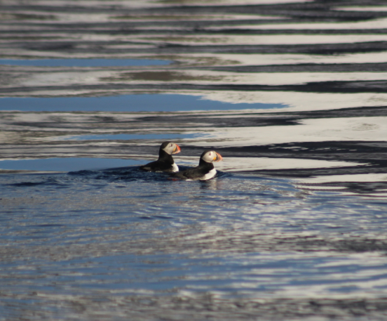 two-puffins-swimming-arctic.jpg