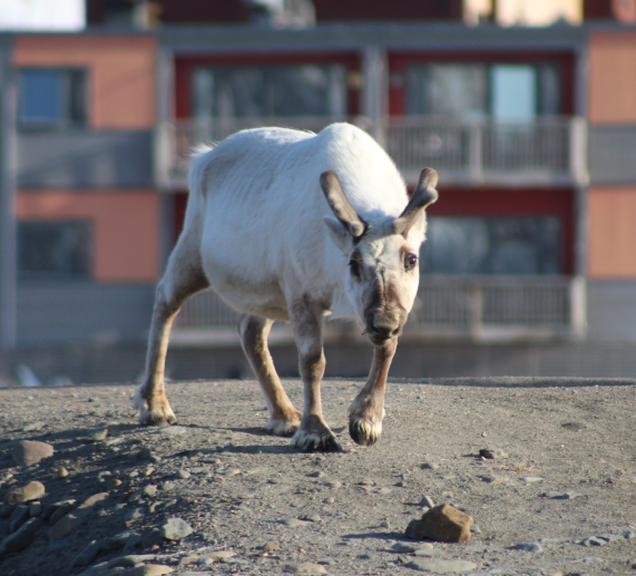 reindeer-walking-through-svalbard-town.jpg