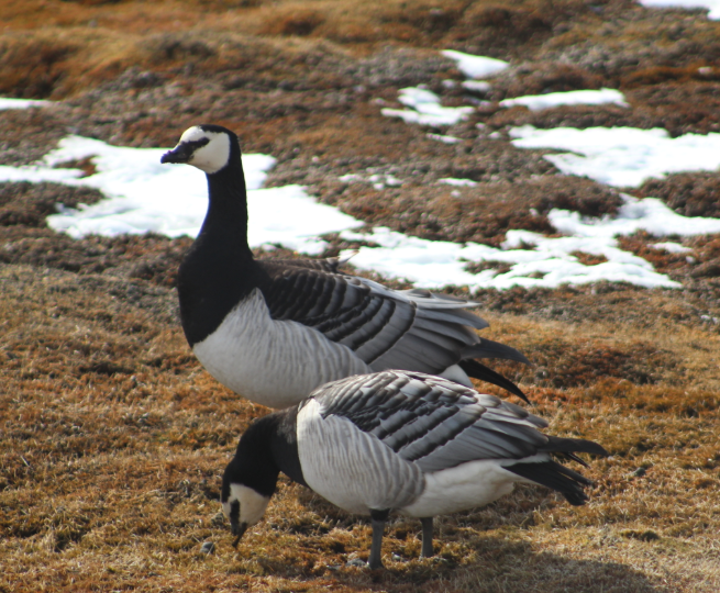 two-black-and-white-barnacle-geese-in-snow.jpg