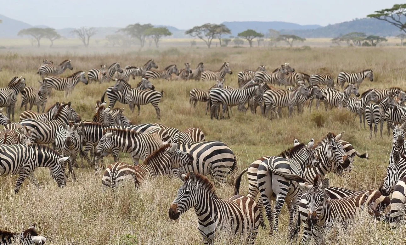 Herd of zebras grazing and roaming across the vast savannah of the Serengeti in Tanzania.