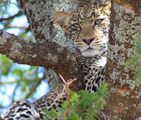 Close-up of a leopard’s face resting in a tree in the wild of Tanzania.