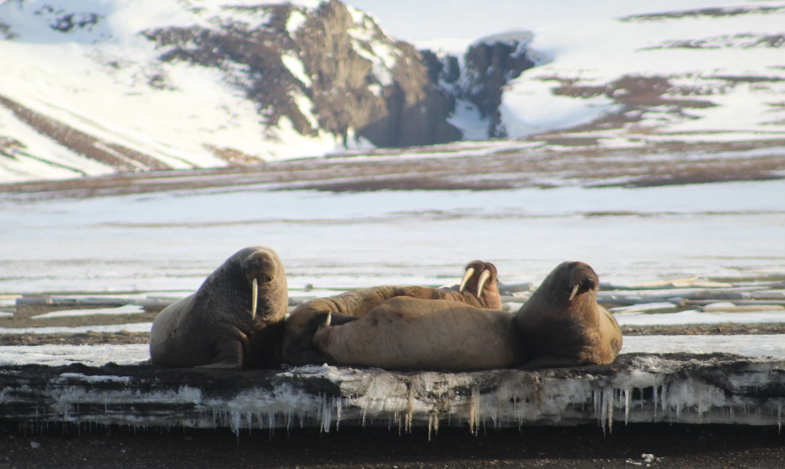 Four basking walrus resting together in the Arctic, including one walrus with a single tusk visible on icy ground