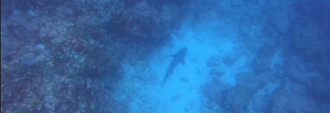Drake Bay Cano Island scuba diving shark