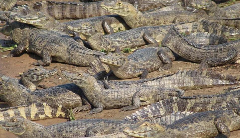 A group of caimans gathered along the Transpantaneira Road in Brazil, surrounded by wetland.