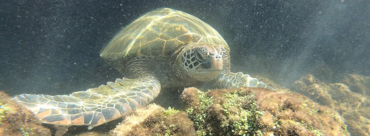 A close-up of a sea turtle swimming underwater in the Galápagos Islands.