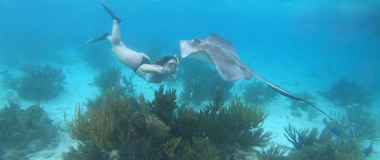 Woman snorkeling in clear water right beside a large stingray in Stingray City.