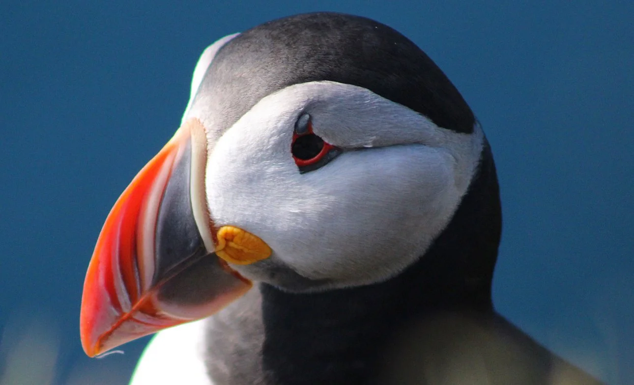 Close-up side view of a puffin’s face with a dark blue sky in the background.