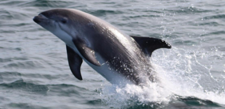 White beaked Dolphin leaping gracefully out of the water against the water.