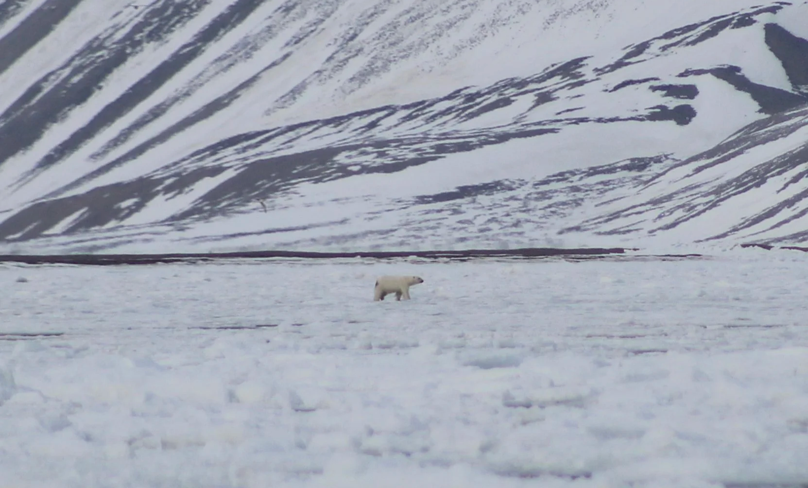 Polar bear standing on sea ice with rugged Arctic mountains in the background.