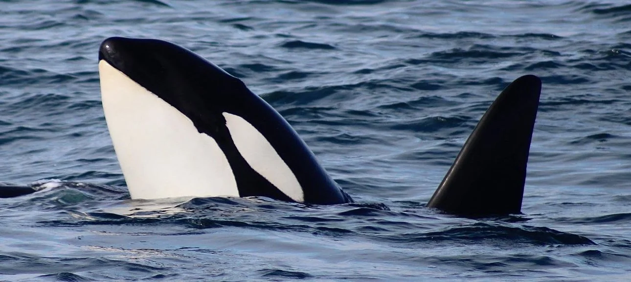 Orca with its head and dorsal fin emerging from the water.