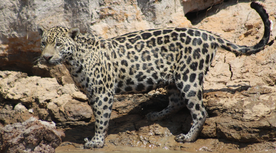 A jaguar walking along the riverbank in the Pantanal, Brazil, shown from a side view.