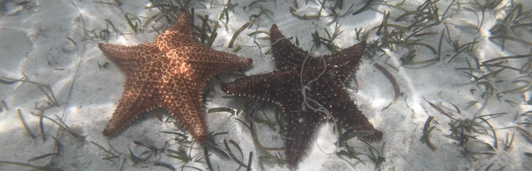 Two colorful starfish resting on the sandy seabed at Starfish Point.