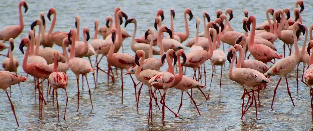 A large flock of flamingos standing and wading in shallow water.