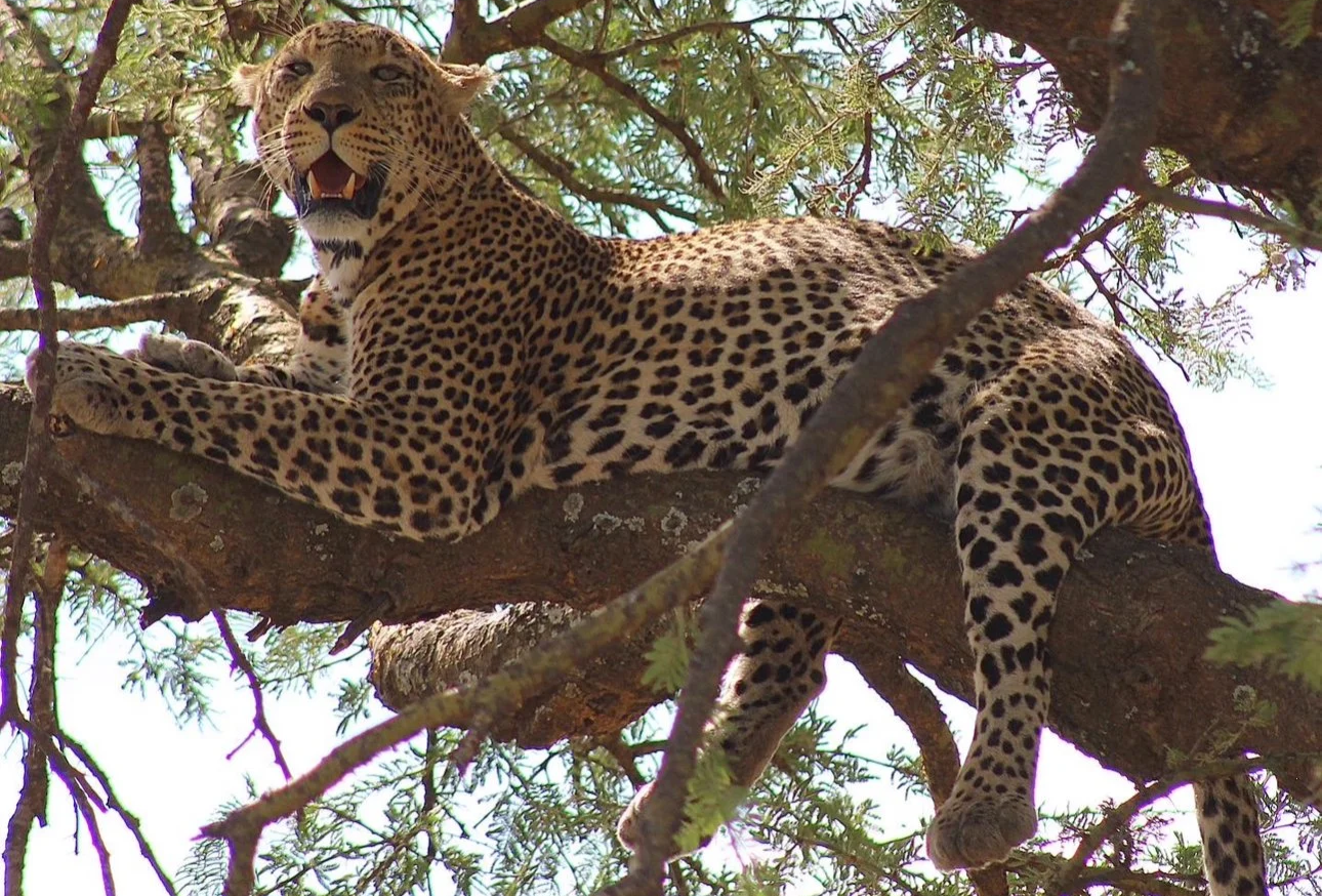 Leopard in a tree with its mouth open, showing its teeth while resting on a branch.