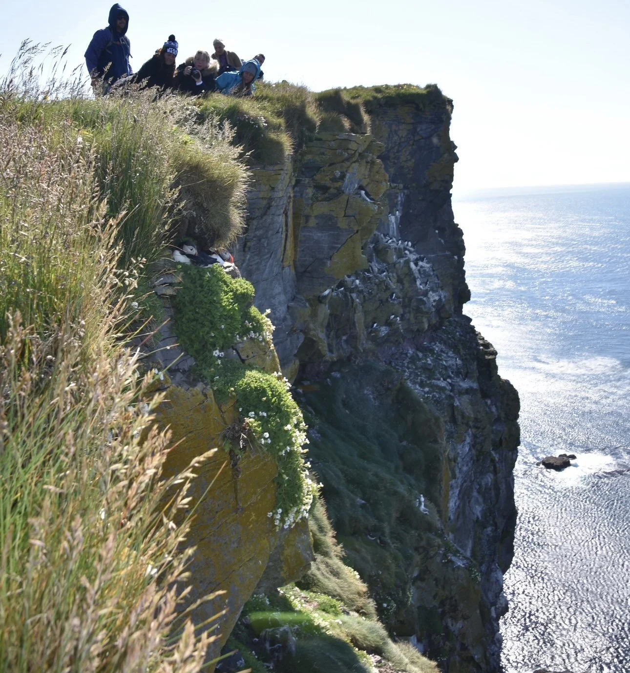 Group of young people looking over Latrabjarg Cliffs in Iceland with a pair of puffins nearby.
