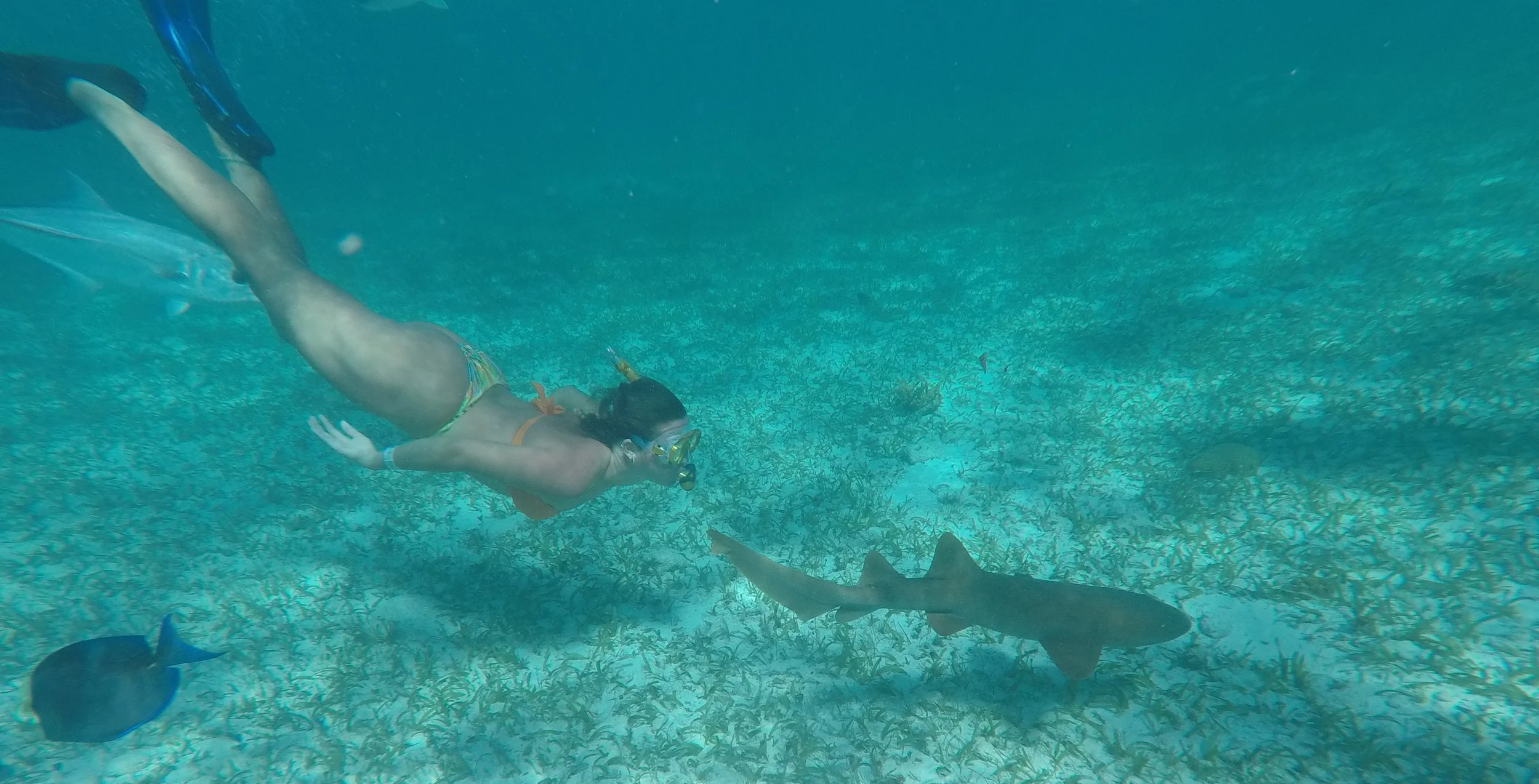 Hol Chan Marine Reserve Belize Shark snorkeling diving