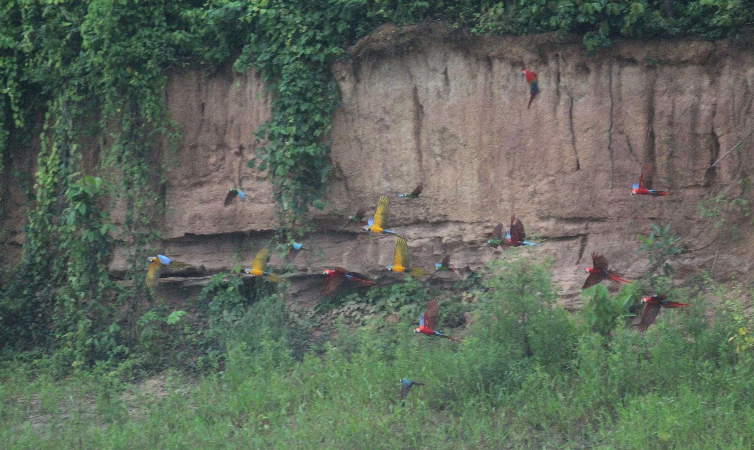 flock of macaws flying by claylick