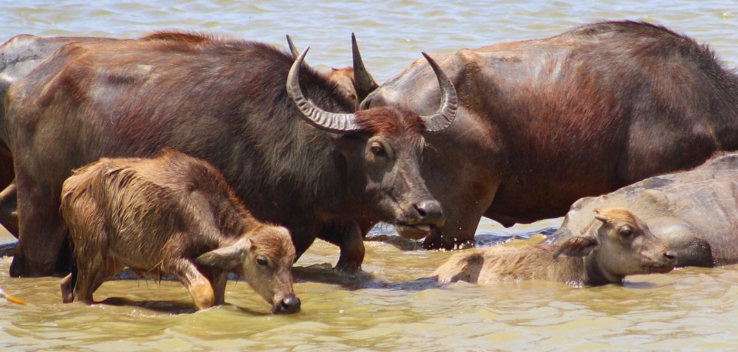Water buffalo standing in a river at Yala National Park, Sri Lanka.