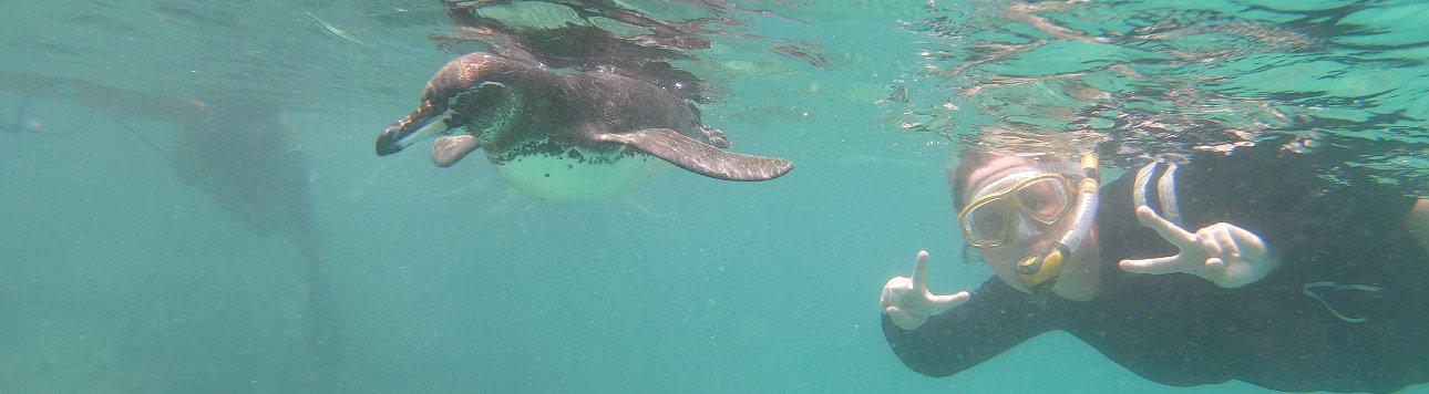 A young woman snorkeling in the Galápagos Islands, making a peace sign next to a swimming Galápagos penguin.