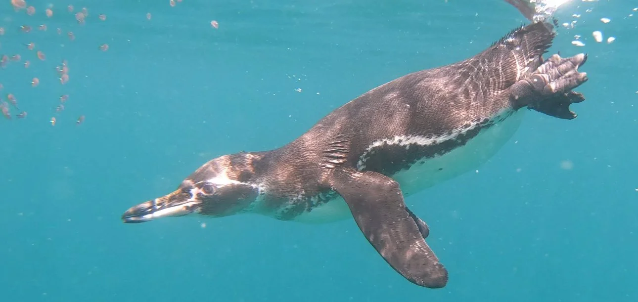 A Galápagos penguin swimming underwater in its natural habitat.